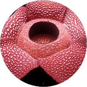 Stinking corpse lily