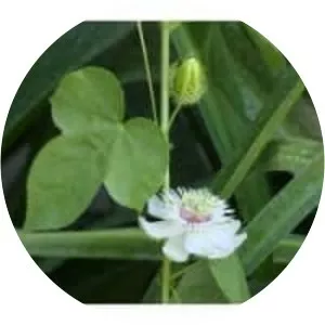 Stinking passionflower