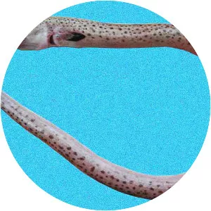 Stippled spoon-nose eel
