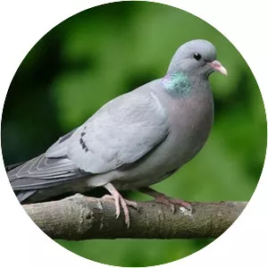Stock dove - Bird