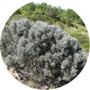 Stoebe passerinoides - 