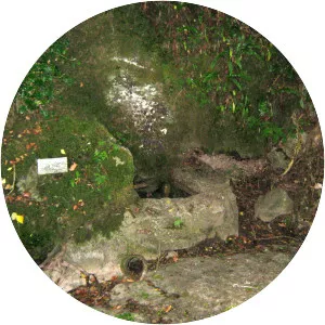 Stoke Lane Slocker - 