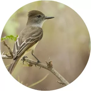 Stolid flycatcher
