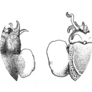 Stoloteuthis leucoptera