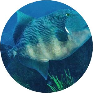 Stone triggerfish - 