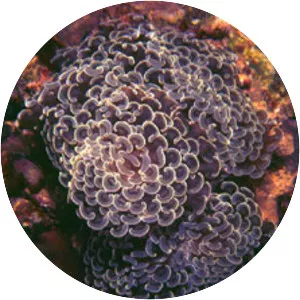 Stony corals