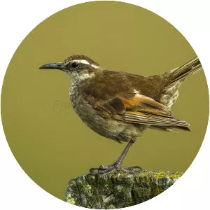 Stout-billed cinclodes