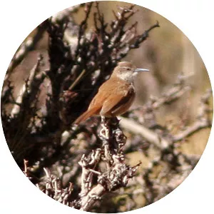 Straight-billed earthcreeper