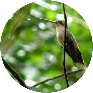 Straight-billed hermit
