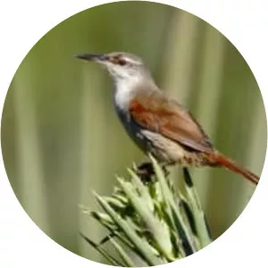 Straight-billed reedhaunter