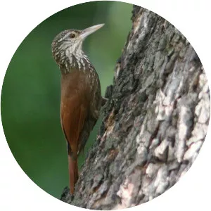Straight-billed woodcreeper