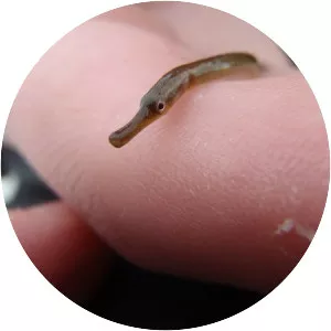 Straightnose pipefish