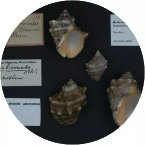 Stramonita biserialis