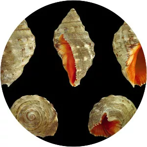 Stramonita haemastoma