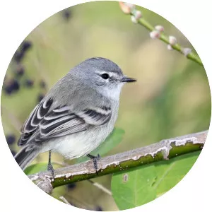 Straneck's tyrannulet