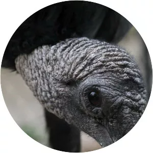 Stranger Than Nature: Unhinged - TV program