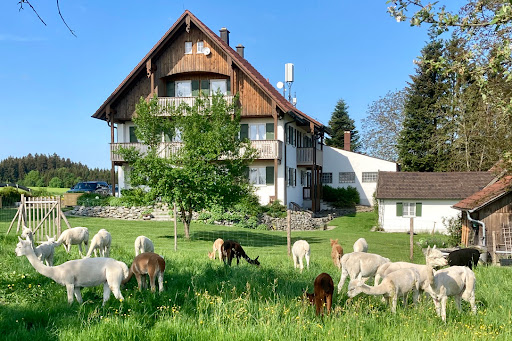 Strassbauer Alpakas - Organic farm in Breitenbrunn, Swabia, Germany