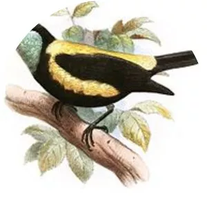 Straw-backed tanager