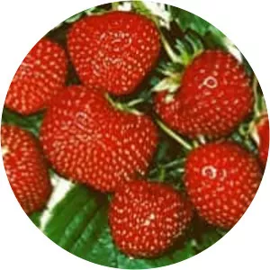Strawberry 'Senga Sengana'
