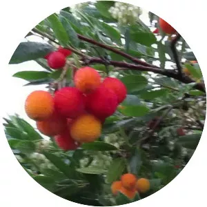 Strawberry tree