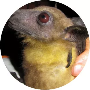 Strawcoloured fruit bat