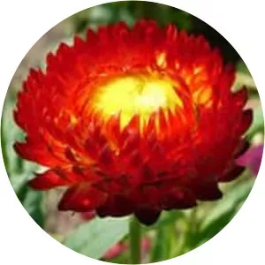 Strawflower