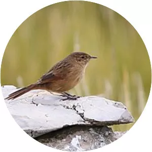 Streak-backed canastero