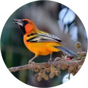 Streak-backed oriole - Bird