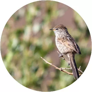 Streak-backed tit-spinetail