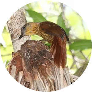 Streak-breasted treehunter