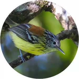 Streak-capped antwren - Bird