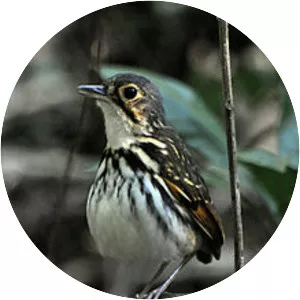 Streak-chested antpitta - Bird