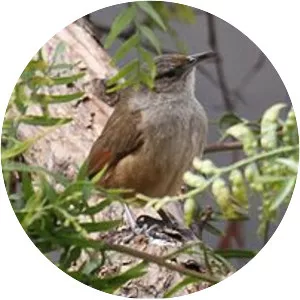 Streak-fronted thornbird