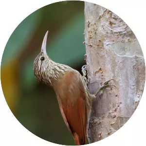 Streak-headed woodcreeper