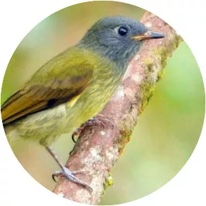 Streak-necked flycatcher