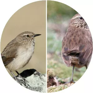 Streak-throated canastero