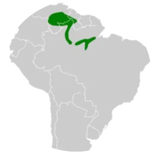 Streak-throated hermit