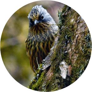 Streaked barwing - Birds