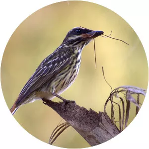 Streaked flycatcher