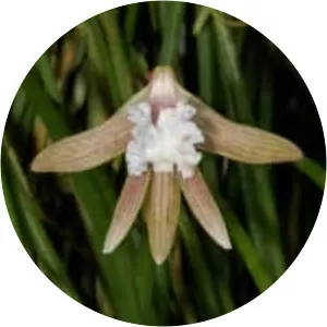 Streaked rock orchid - 