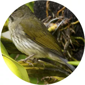 Streaked saltator - Bird