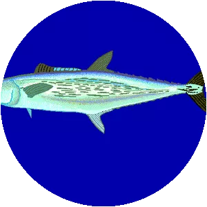 Streaked Spanish mackerel