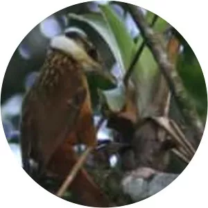 Streaked tuftedcheek