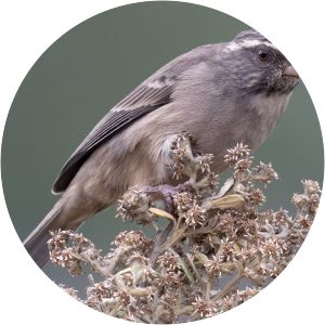 Streaky-headed seedeater - Birds