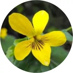 Stream violet - Plants