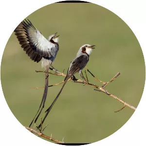 Streamer-tailed tyrant - 