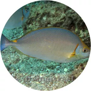 Streamlined spinefoot