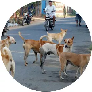 Street dog photograph