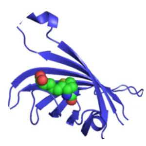 Streptavidin - Protein