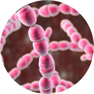 Streptococcus thermophilus